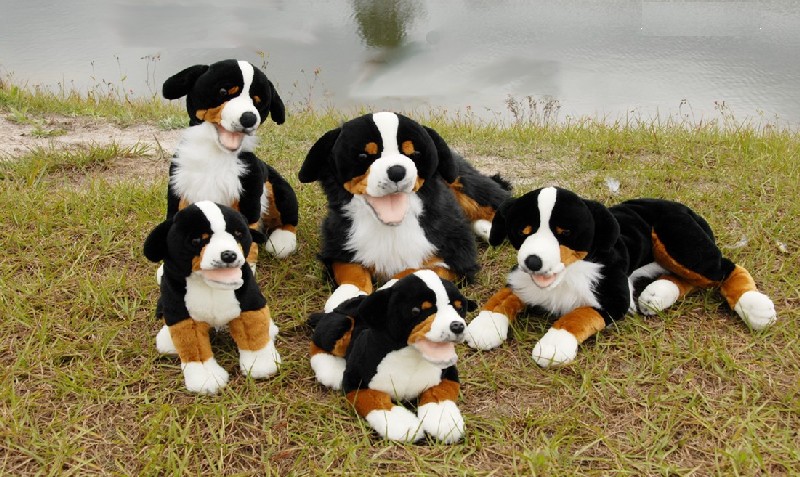 BERNESE (image for) BERNESE