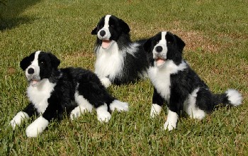 BORDER COLLIE (image for) BORDER COLLIE