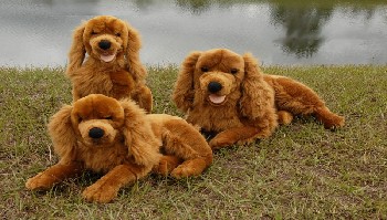 COCKER SPANIEL (image for) COCKER SPANIEL