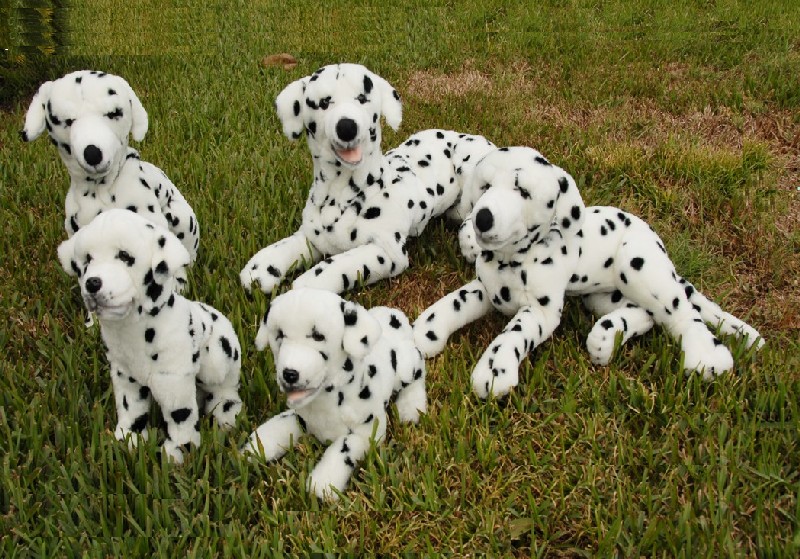 DALMATIAN (image for) DALMATIAN