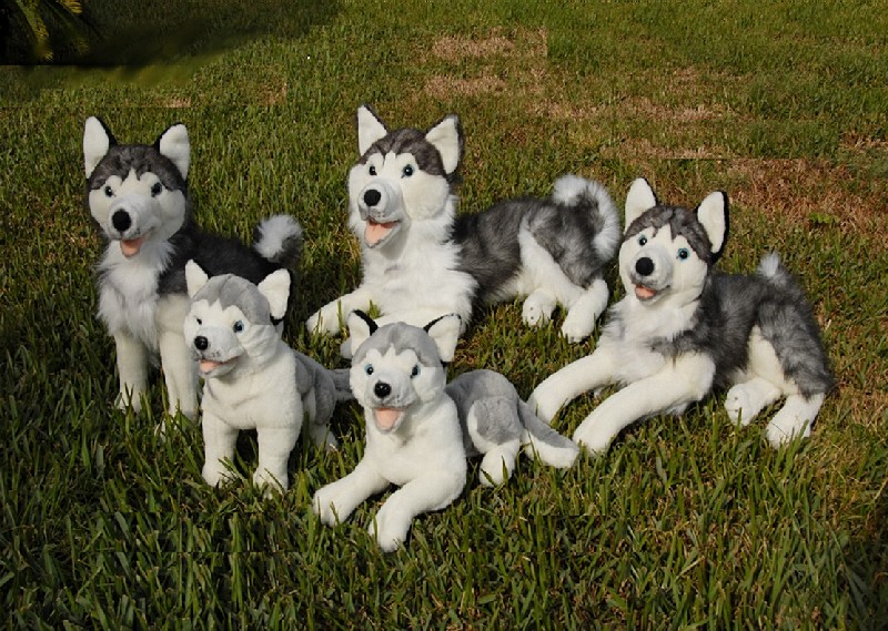 HUSKY (image for) HUSKY