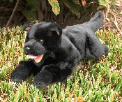 Black Puppy (image for) Black Puppy