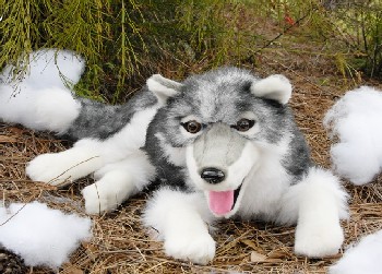 TIMBER WOLF LYING DOWN (image for) TIMBER WOLF LYING DOWN