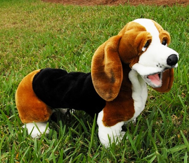 Bassett Hound (image for) Bassett Hound