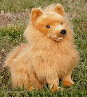 Pomeranian (image for) Pomeranian
