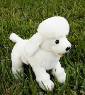 Poodle (image for) Poodle